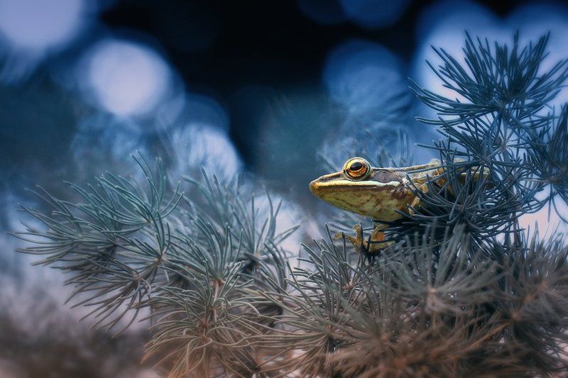 Monitoring фото превью