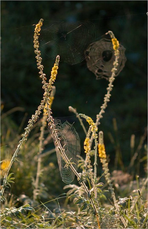паутинные истории... фото превью