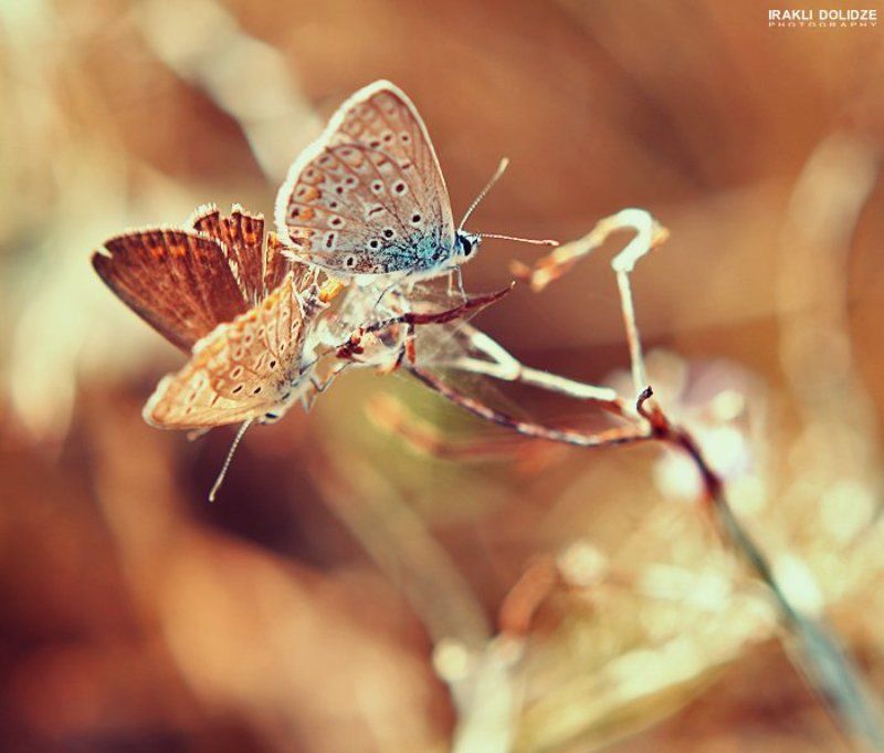 Butterfly, Canon, Colors, Georgia, IRAKLI DOLIDZE, Macro  фото превью