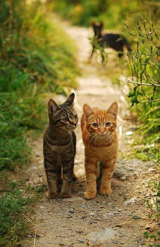 Two Cats