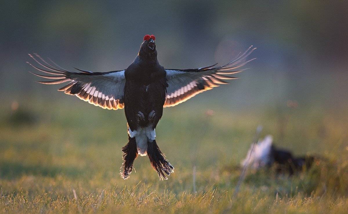 тетерева, дикая, природа, россии, ки, Сергей Иванов
