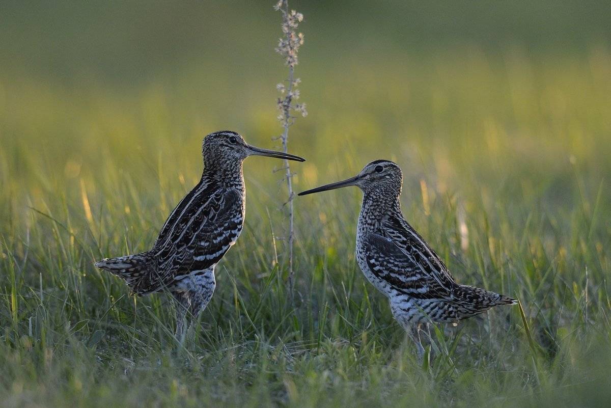 Дупель great snipe gallinago med, Сергей Иванов
