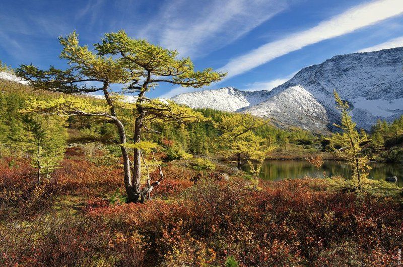 Бонсай фото превью