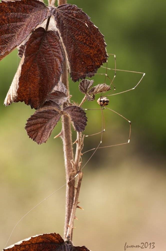 , Игорь ФУММ