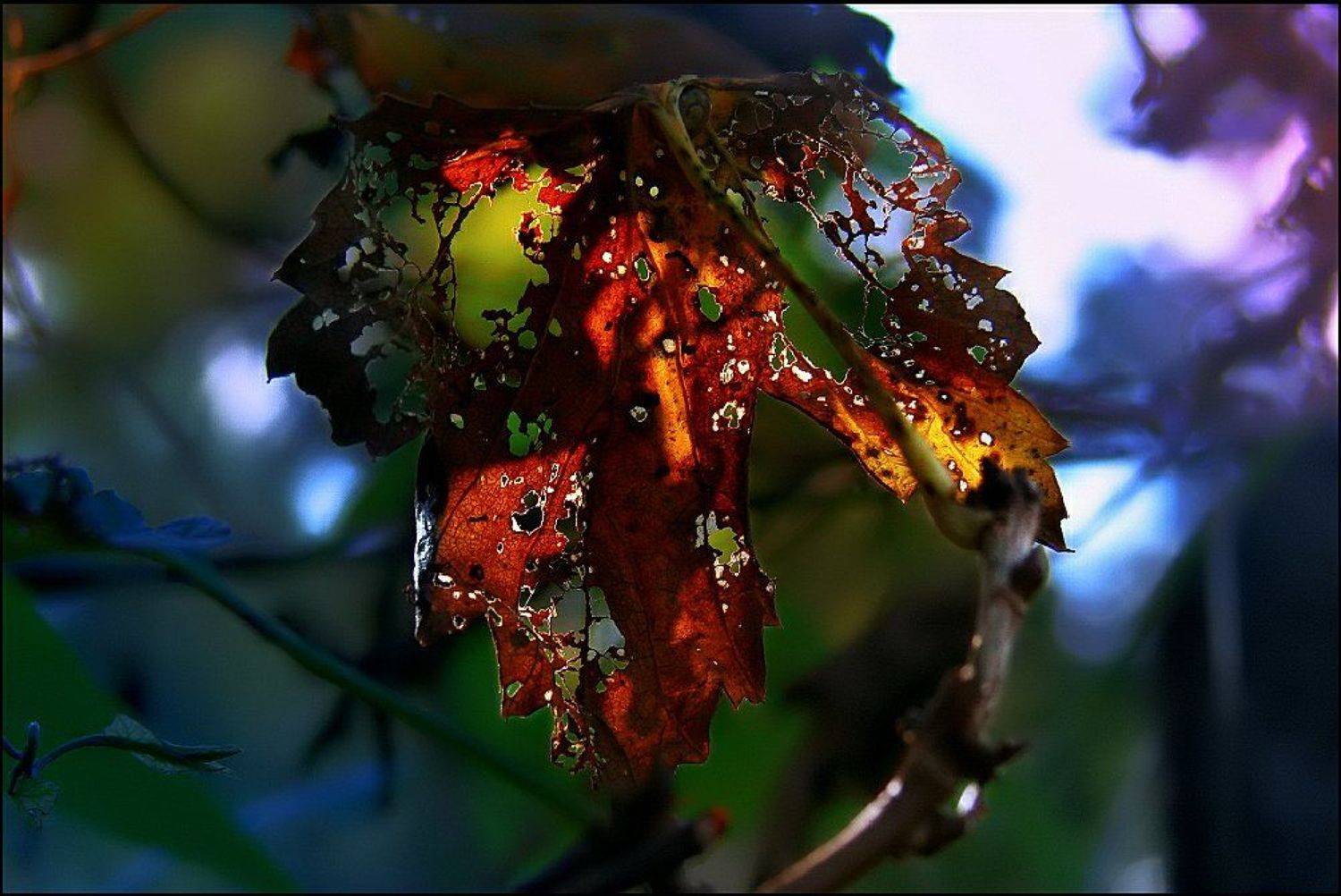 wake,macro,autumn,sony, Эмеральд Ваке &copy;