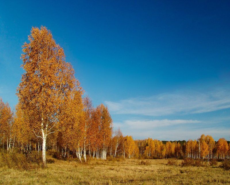 Золото на голубом фото превью