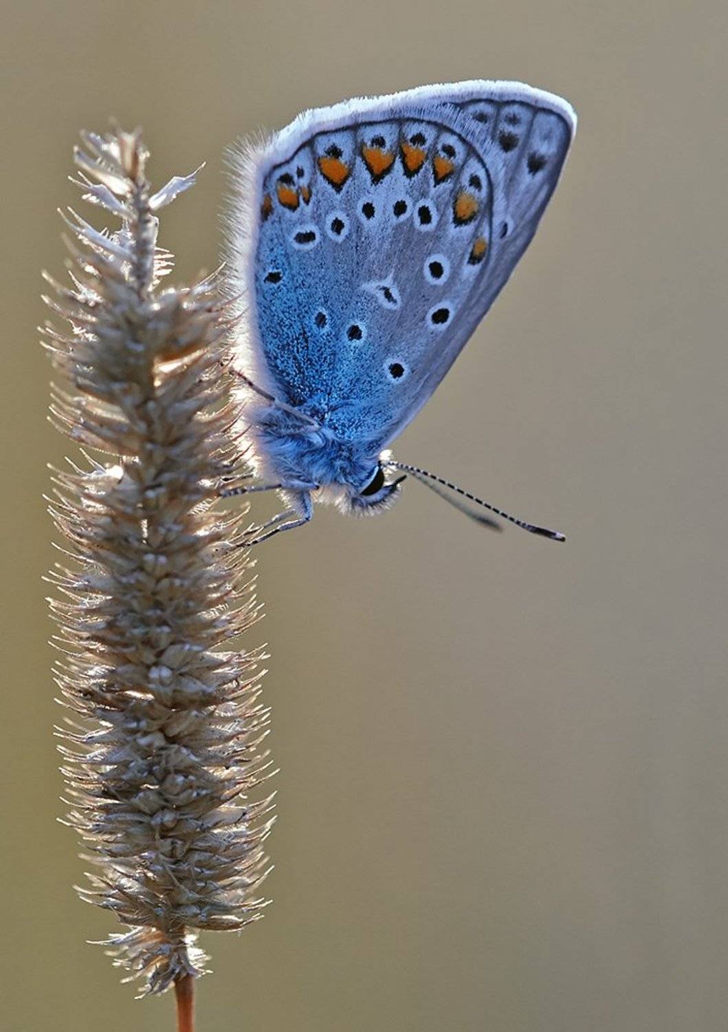 бабочка, голубянка, макро, Alexey Gnilenkov
