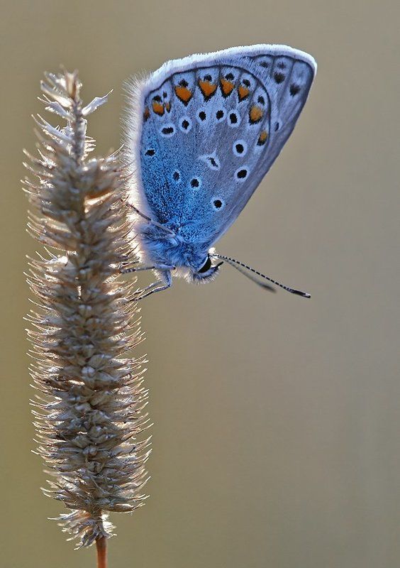 *** фото превью