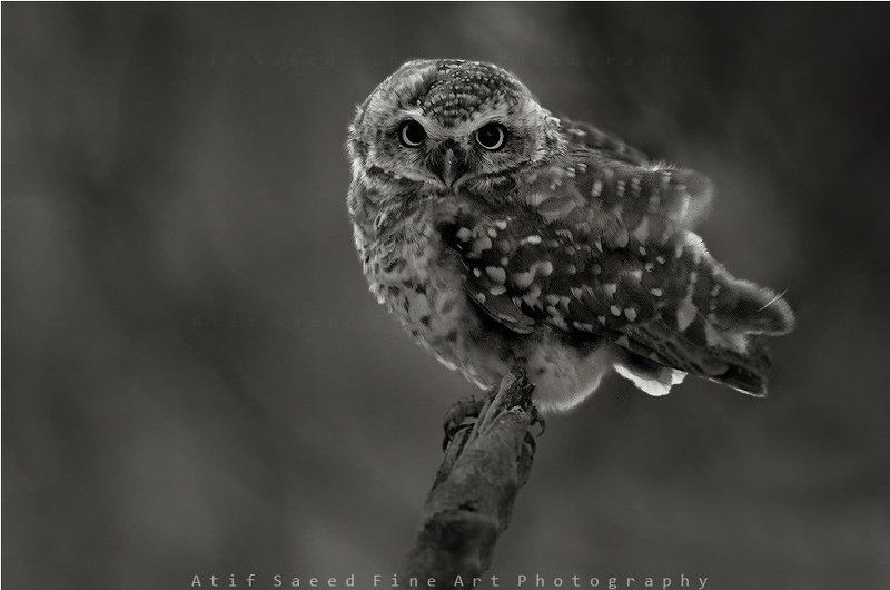 ! фото превью