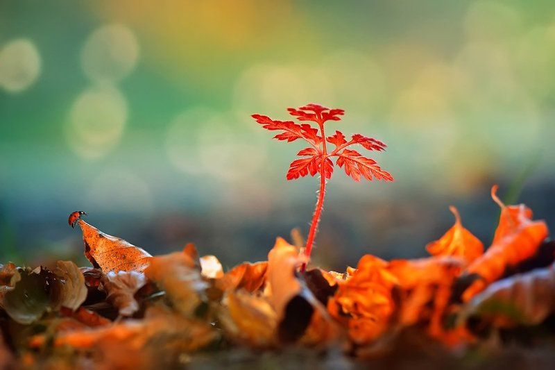 *** фото превью