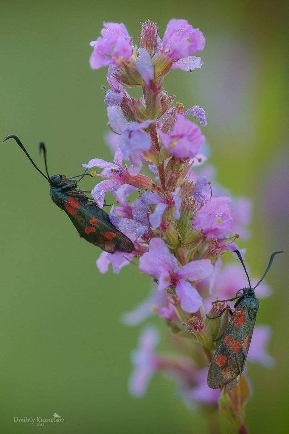 , Кузнецов Дмитрий