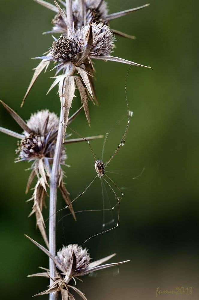 , Игорь ФУММ