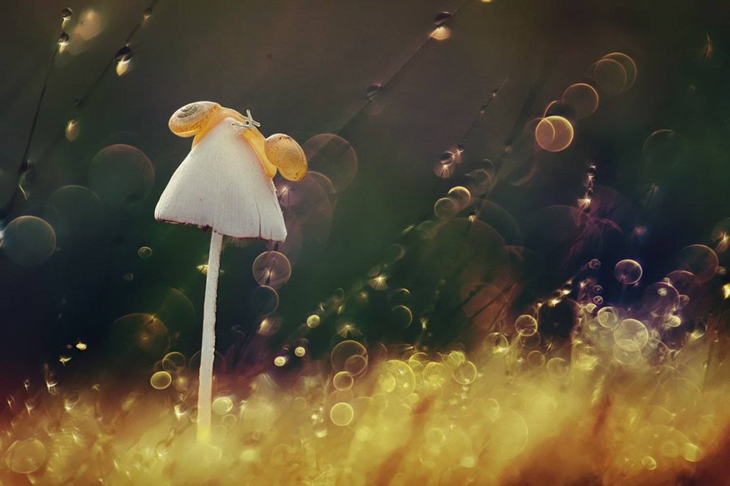 Macro, Mushroom, Snail, Angga Ra Putra