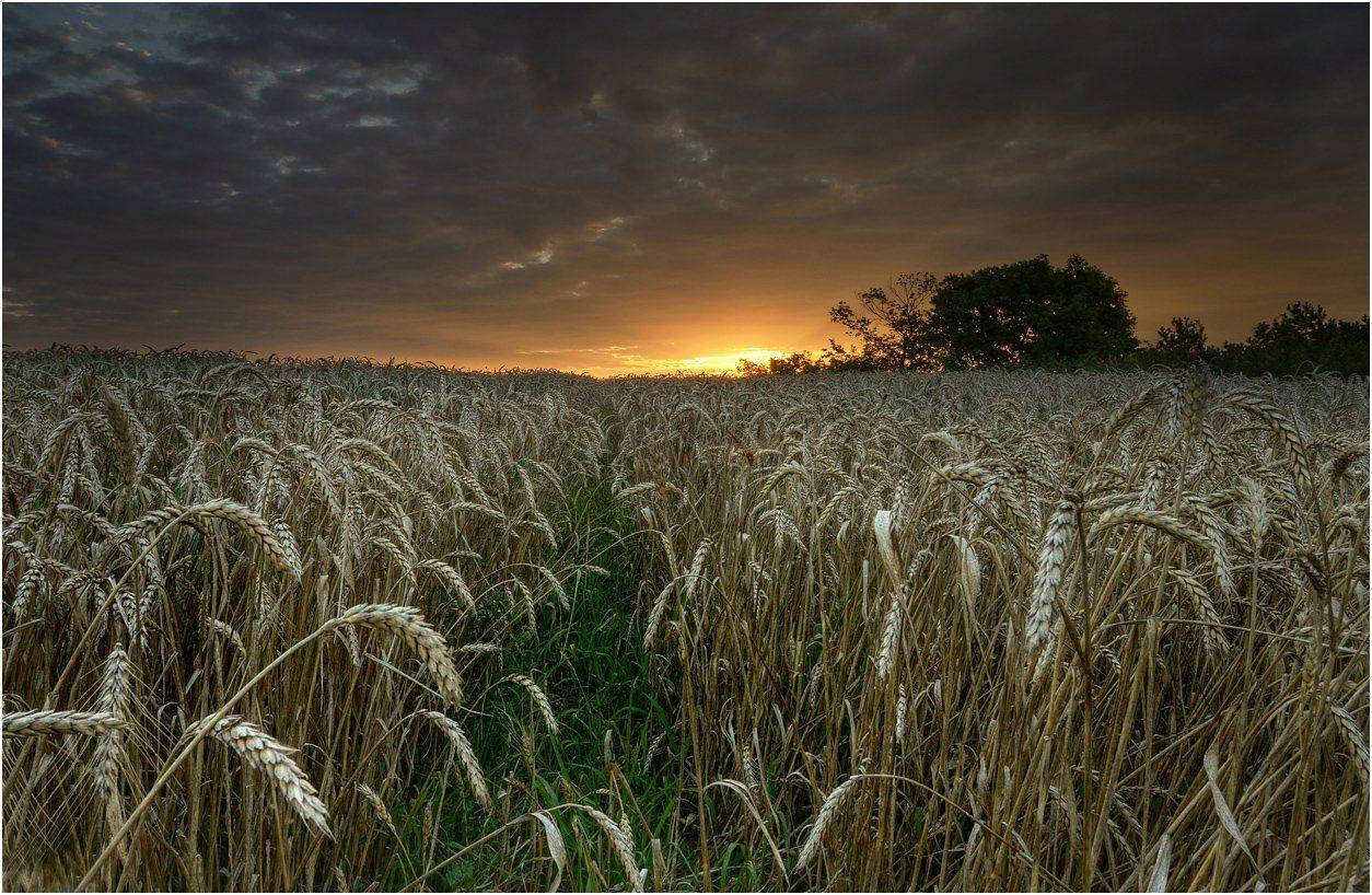 , Румен Паисиев