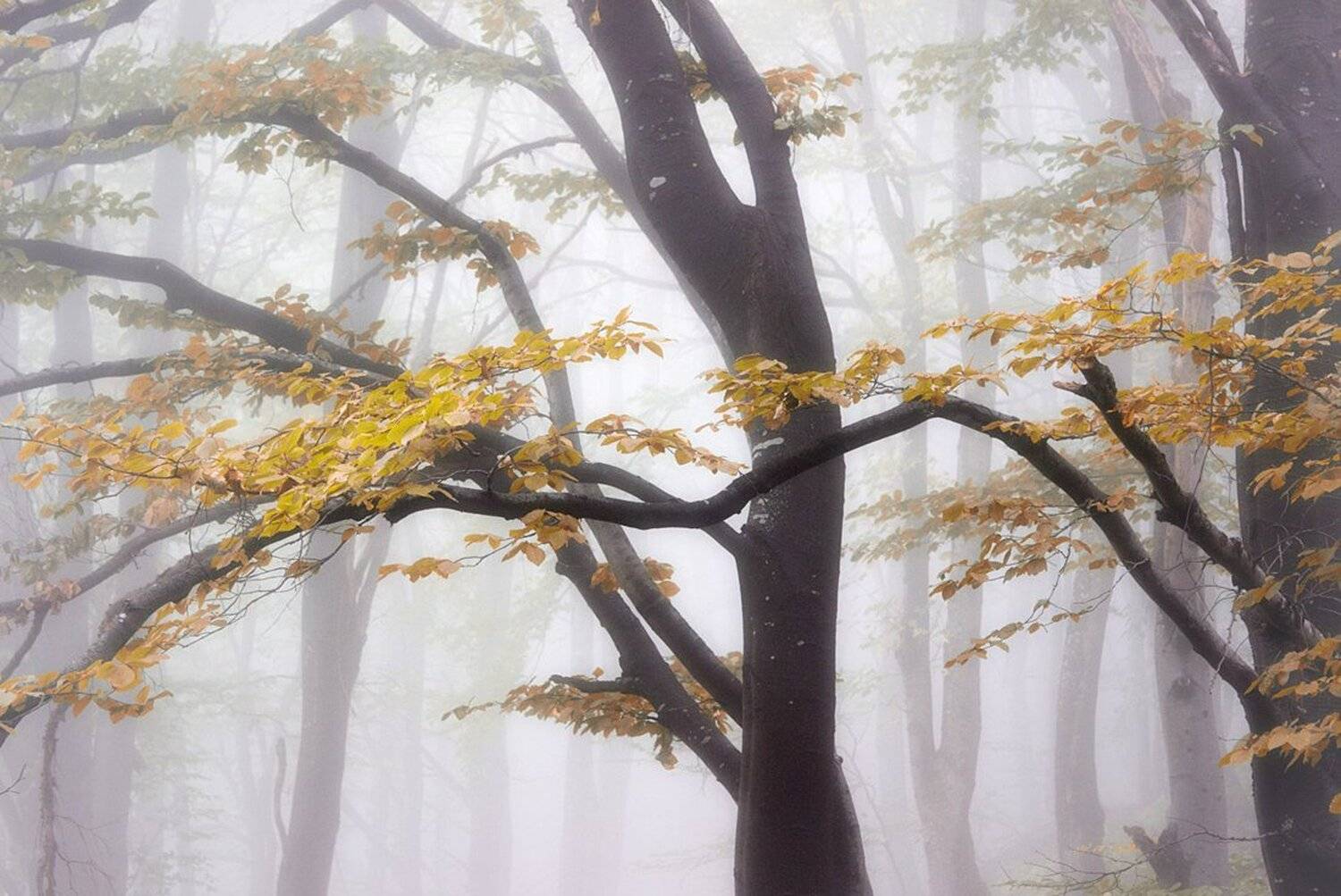 , Ирина Костова