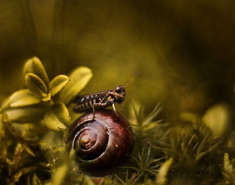 . фото превью