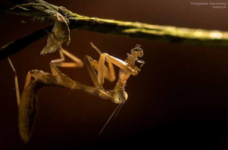 Такова жизнь... фото превью