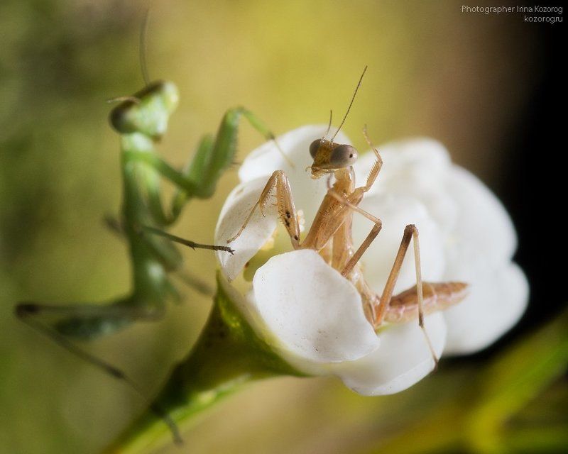 Фотограф, привет! фото превью