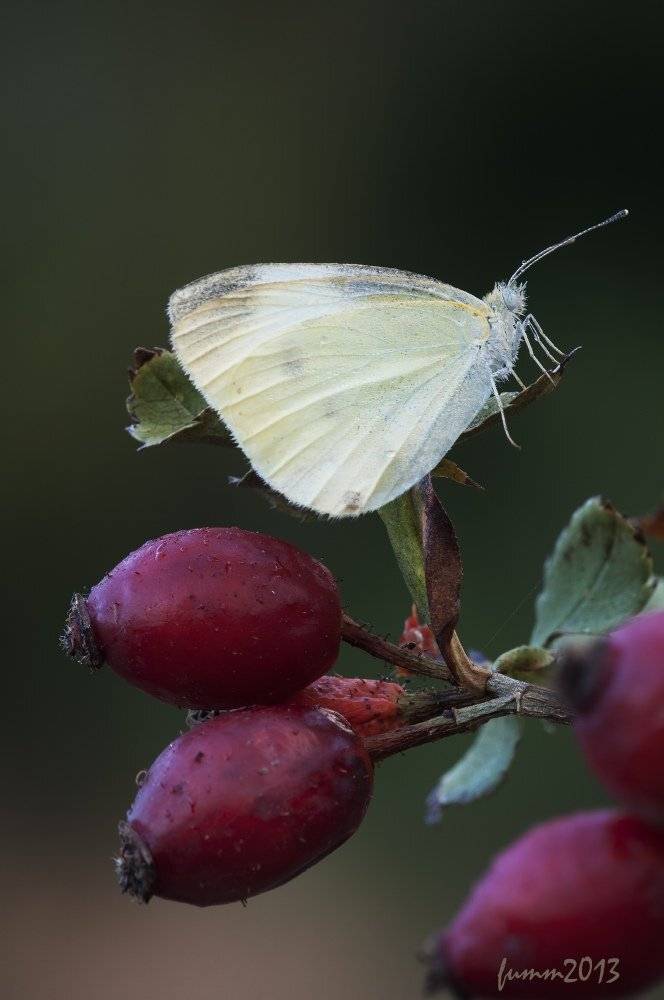 , Игорь ФУММ