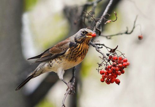 рябина и дрозды