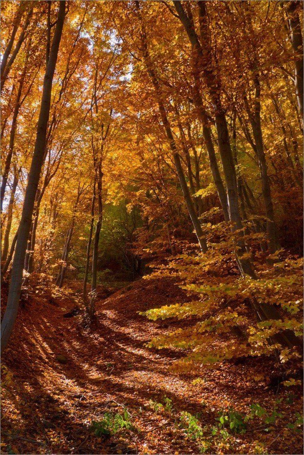 bulgaria, Svetoslav Georgiev