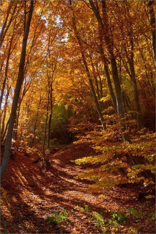 bulgaria  фото превью