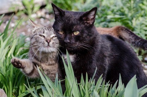 История одной любви...