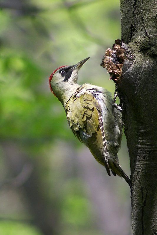 Зелёный дятел фото превью