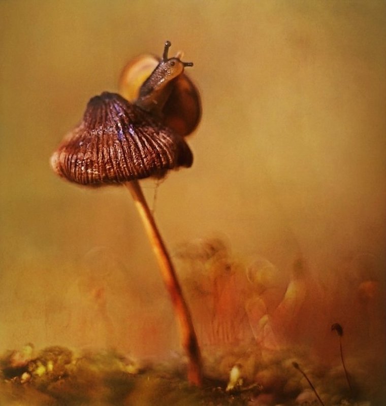 . фото превью