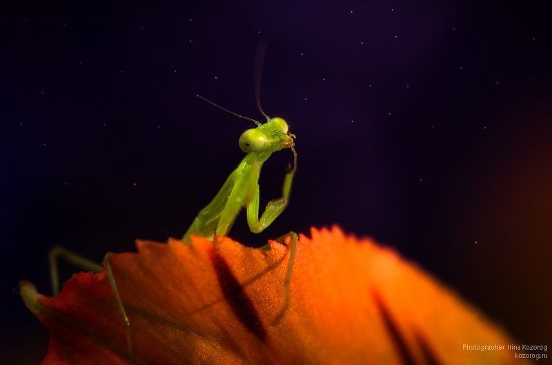 Приятных снов! фото превью