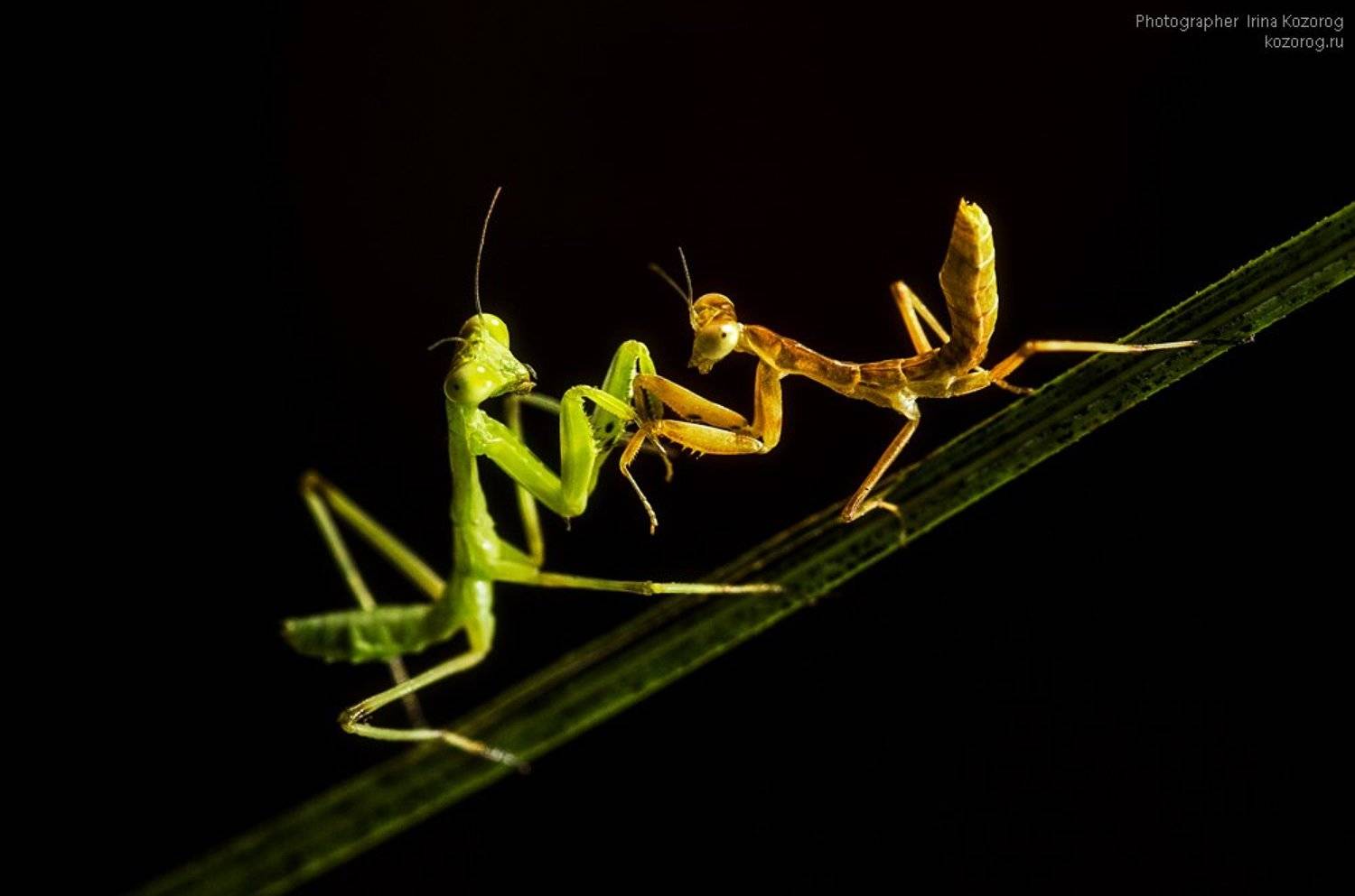 , Ирина Козорог