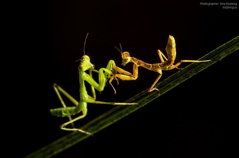 Верь мне! фото превью