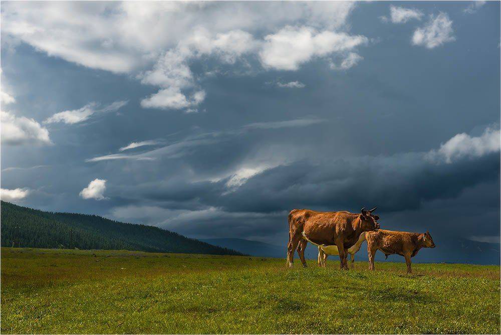 , Кутыгин Эдуард