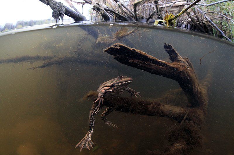 Underwater, Лягушка, Подводная фотография, Подводное фото В воде теплее ) фото превью