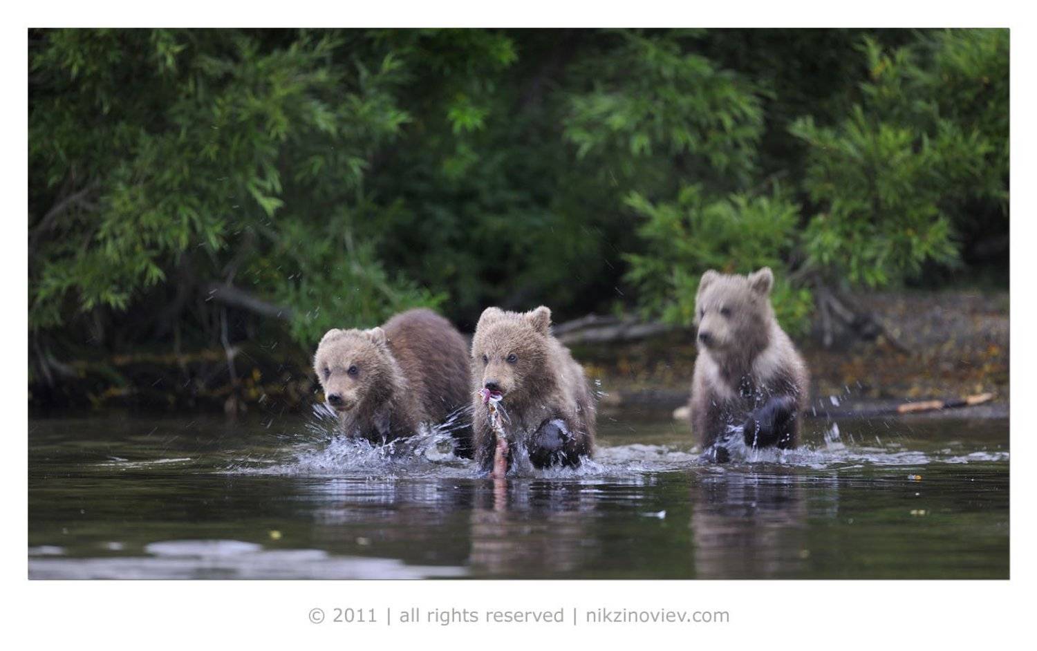 , Николай Зиновьев