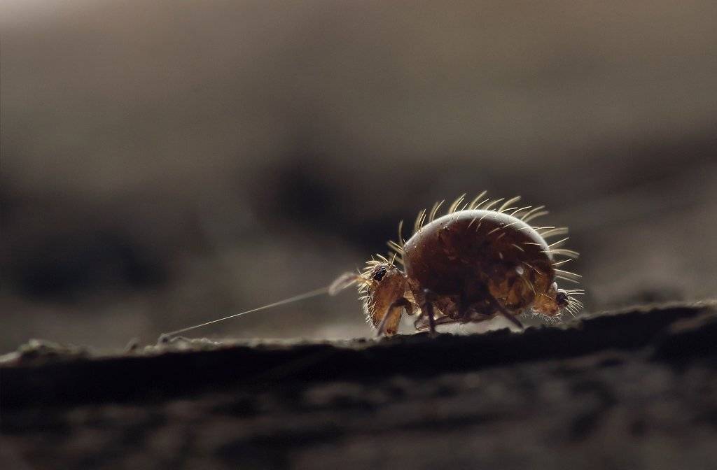 макро, Валерия Зверева