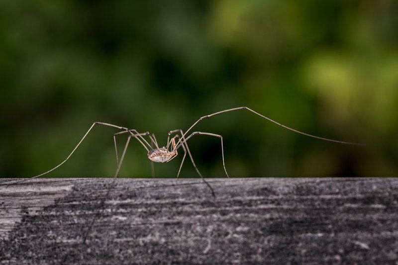 Opiliones фото превью