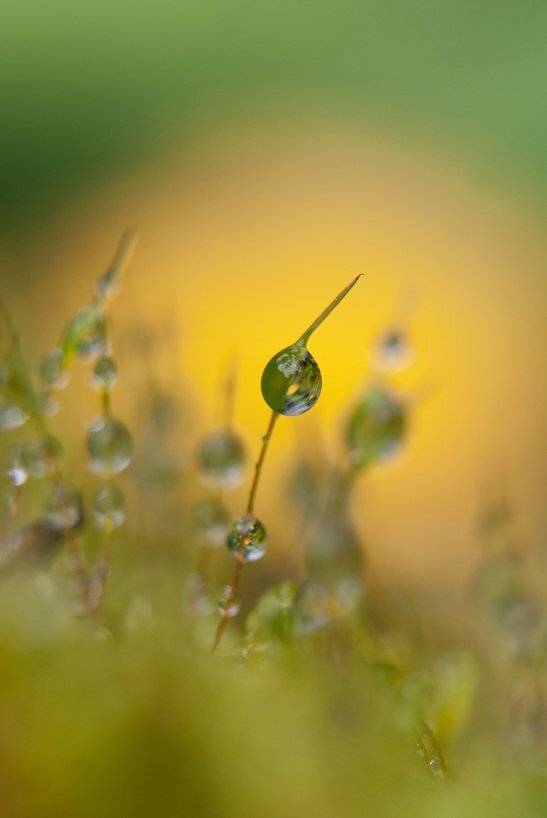 macro, water, drops, nature, Svetoslav Radkov