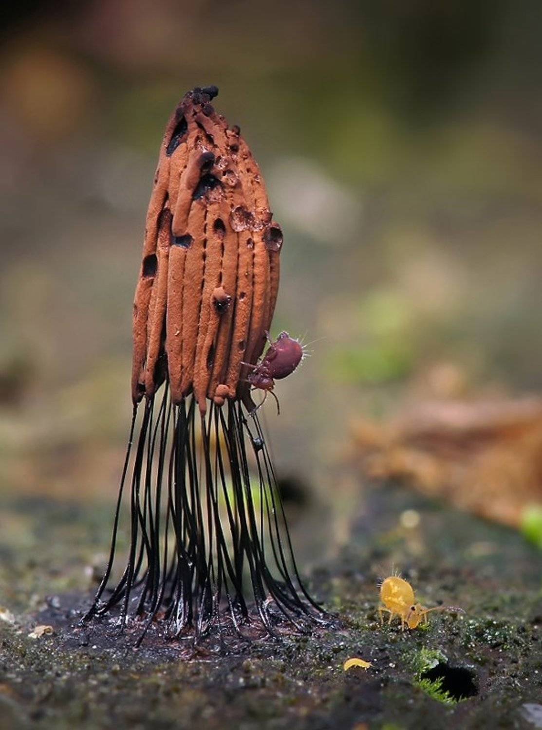 коллемболы, миксомицеты, Валерия Зверева