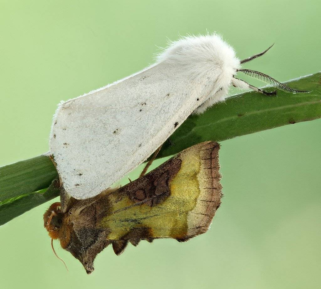 , Сергей Таланов