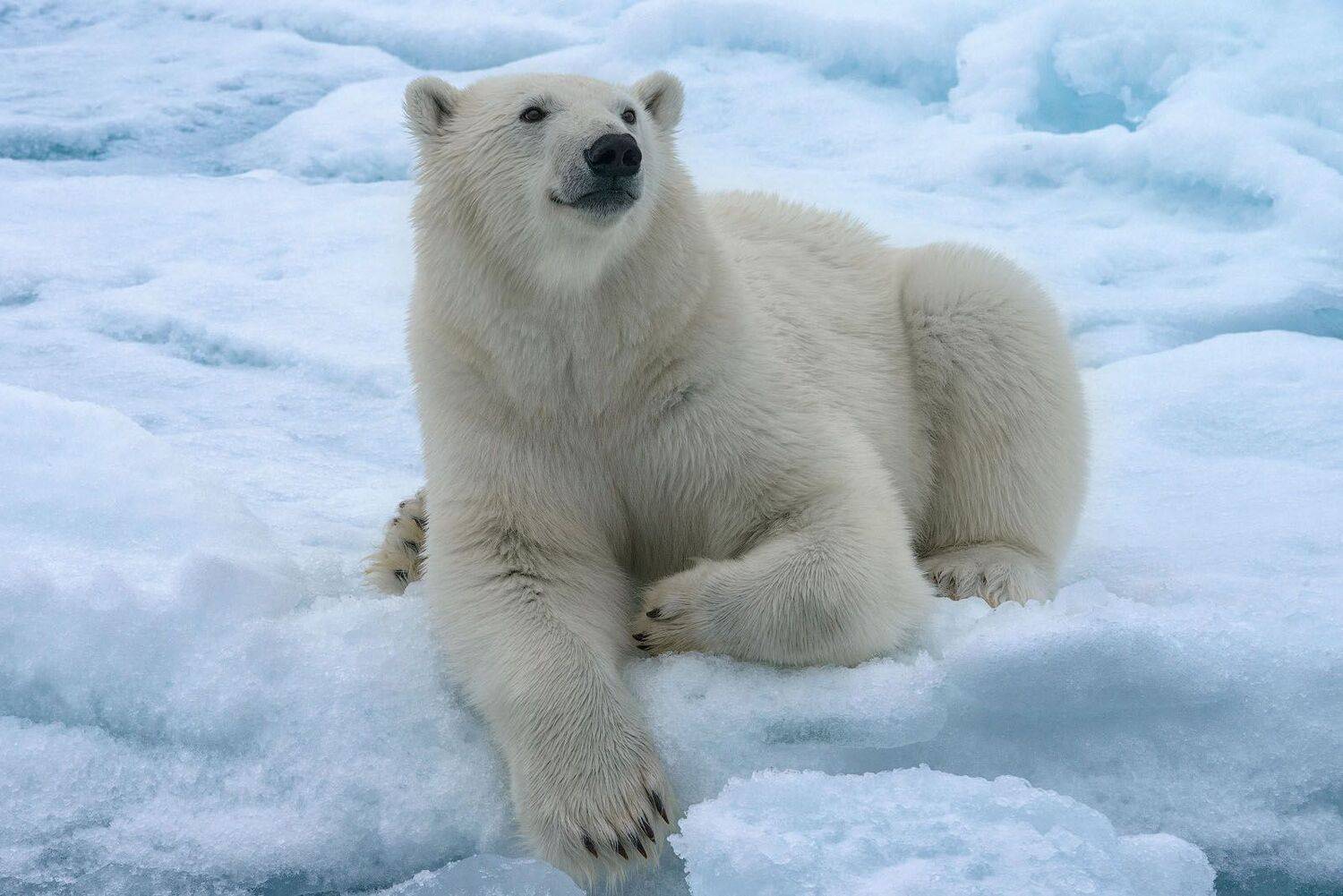 svalbard., spitsbergen., norway., polarxbear., ursusxмaritimusx, Майк Рейфман