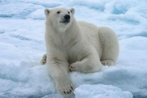 Парадный портрет медвежонка