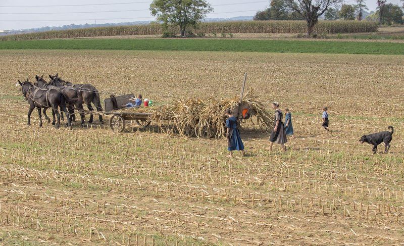Трудодень фото превью