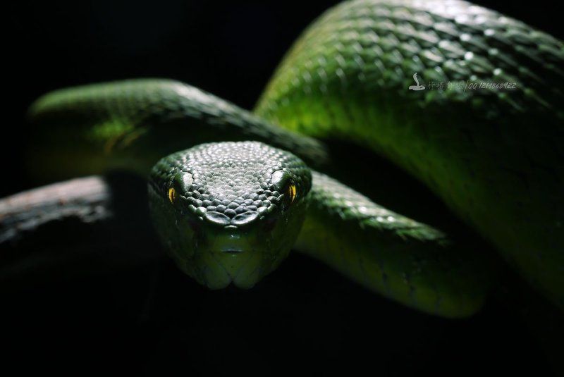 Trimeresurus хищников фото превью
