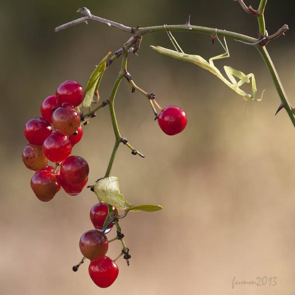 , Игорь ФУММ