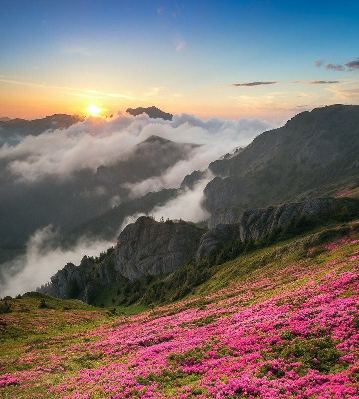 Colors, Landscape, mountain, Rhododendron, Sunrise, Sunset  фото превью