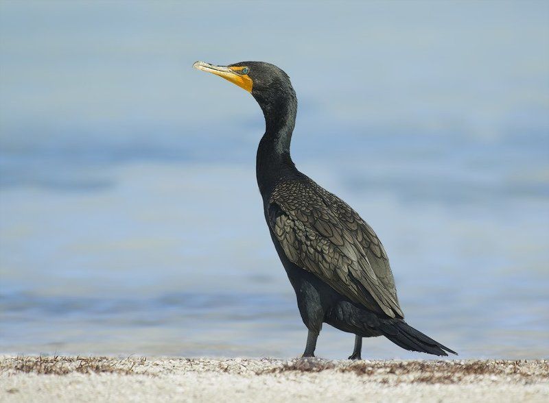 Зелоноглазая брюнетка фото превью