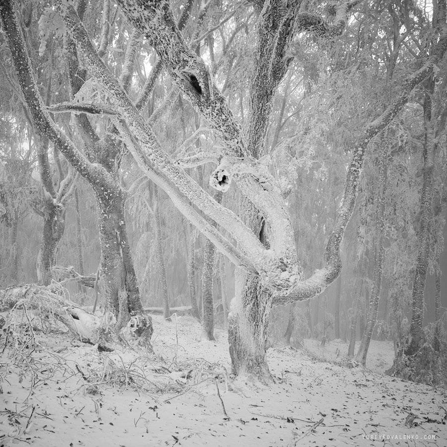 , Юрий Коваленко