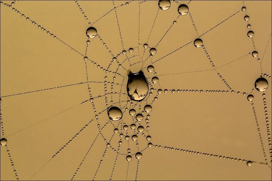 , Бурлов Андрей