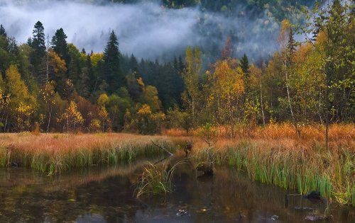 Сказки Домбайского леса